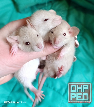 Крысята Дамбо.. мальчики и девочки Макеевка - изображение 1