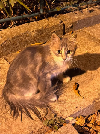 Котенок в добрые руки Мариуполь