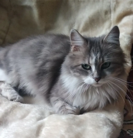 Котенок в добрые руки Мариуполь