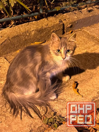 Котенок в добрые руки Мариуполь - изображение 2