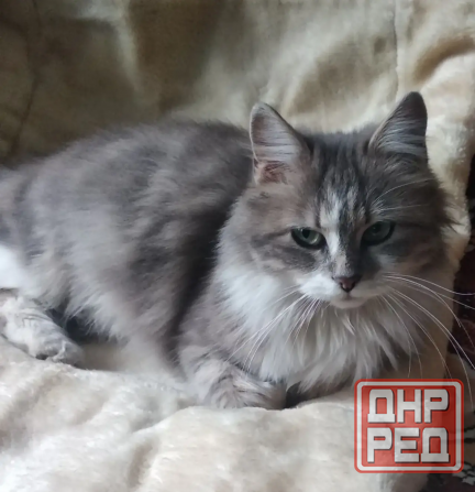 Котенок в добрые руки Мариуполь - изображение 1