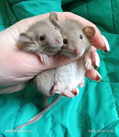 Дамбо. Мальчики Луганск