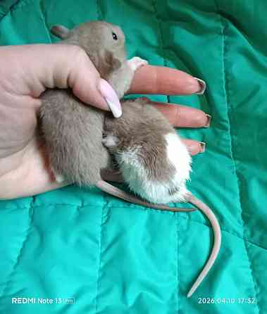 Дамбо. Мальчики Луганск