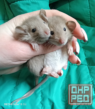 Дамбо. Мальчики Луганск - изображение 1