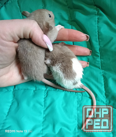 Дамбо. Мальчики Луганск - изображение 2