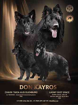 Черные длинношерстные немецкие овчарки Макеевка