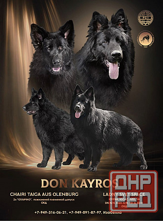 Черные длинношерстные немецкие овчарки Макеевка - изображение 1