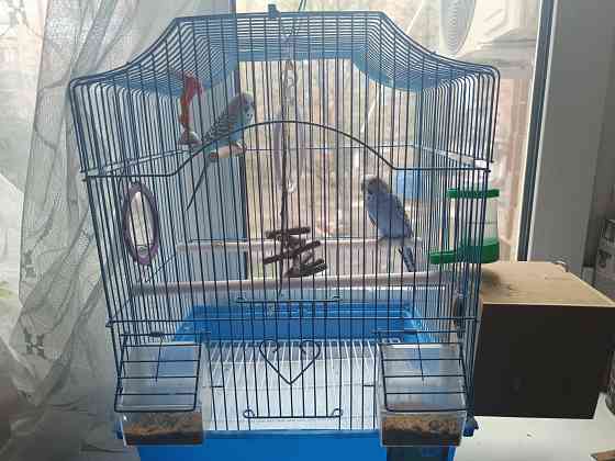 Продам попугаев Макеевка