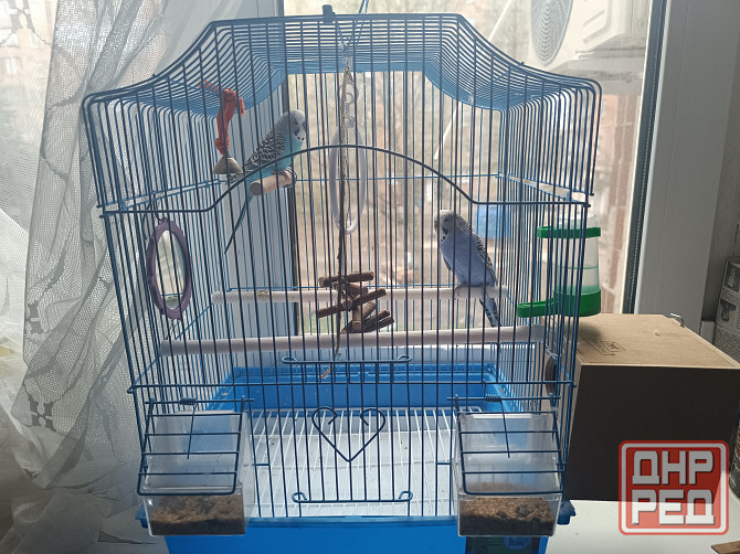 Продам попугаев Макеевка - изображение 1