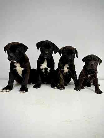 Продаются щенки кане-корсо Макеевка