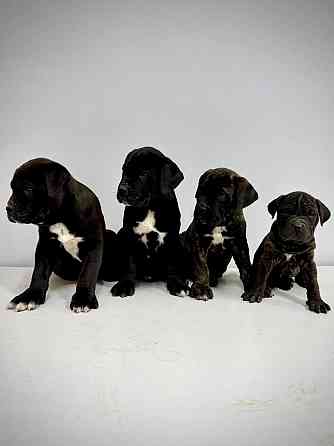 Продаются щенки кане-корсо Макеевка