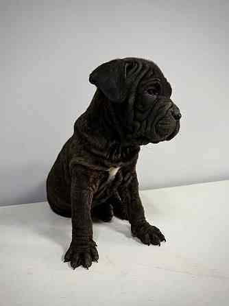 Продаются щенки кане-корсо Макеевка