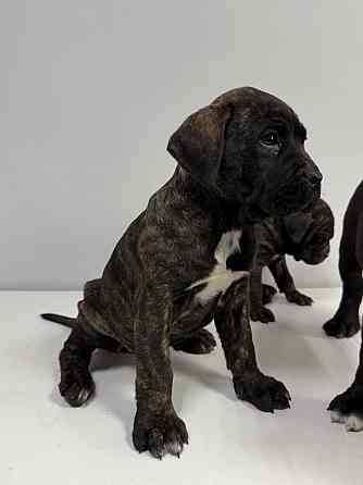 Продаются щенки кане-корсо Макеевка