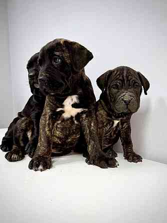 Продаются щенки кане-корсо Макеевка