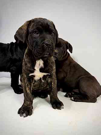 Продаются щенки кане-корсо Макеевка