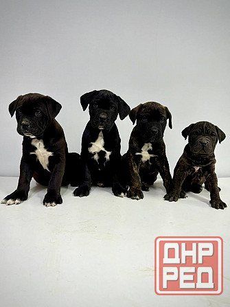 Продаются щенки кане-корсо Макеевка - изображение 1