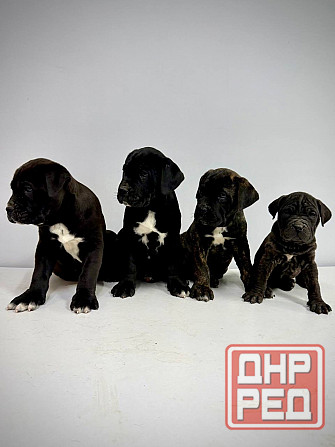 Продаются щенки кане-корсо Макеевка - изображение 2