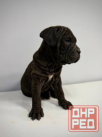 Продаются щенки кане-корсо Макеевка - изображение 4