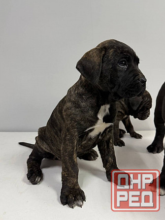 Продаются щенки кане-корсо Макеевка - изображение 6