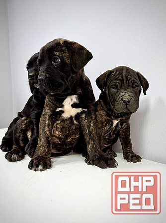 Продаются щенки кане-корсо Макеевка - изображение 3