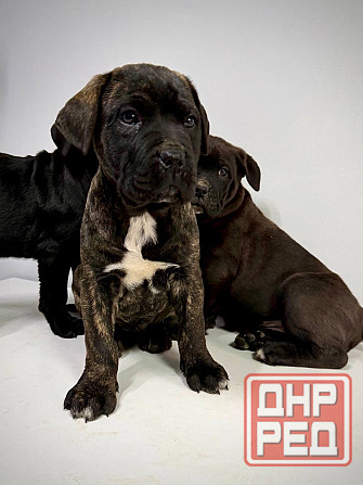 Продаются щенки кане-корсо Макеевка - изображение 5