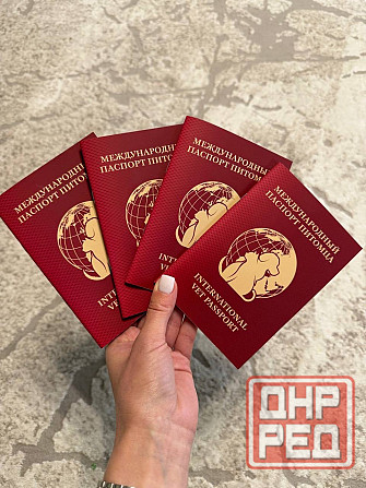 Продаются щенки кане-корсо Макеевка - изображение 8