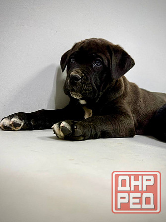 Продаются щенки кане-корсо Макеевка - изображение 7