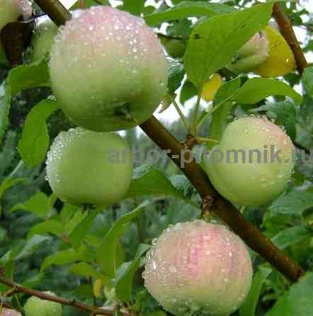 Саженцы яблони из питомника, с доставкой и посадкой по низкой цене Москва