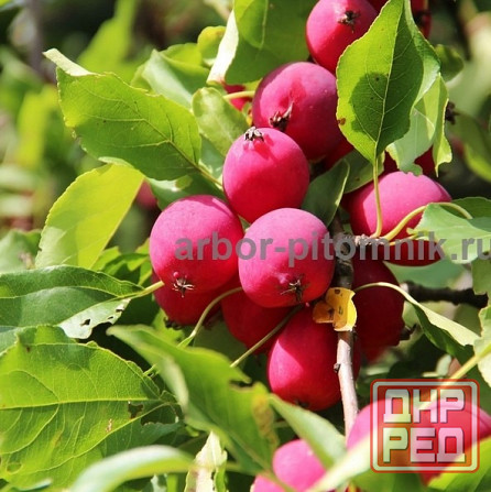 Саженцы яблони из питомника, с доставкой и посадкой по низкой цене Москва - изображение 8