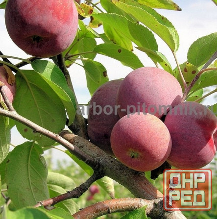 Саженцы яблони из питомника, с доставкой и посадкой по низкой цене Москва - изображение 7