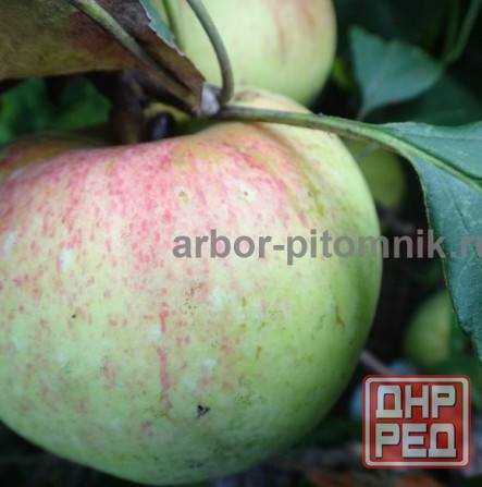 Саженцы яблони из питомника, с доставкой и посадкой по низкой цене Москва - изображение 4