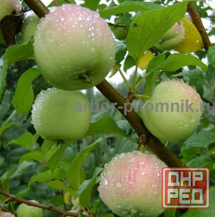 Саженцы яблони из питомника, с доставкой и посадкой по низкой цене Москва - изображение 5