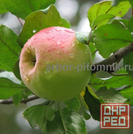 Саженцы яблони из питомника, с доставкой и посадкой по низкой цене Москва - изображение 3