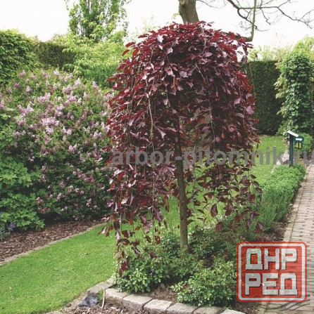 Саженцы яблони из питомника, с доставкой и посадкой по низкой цене Москва - изображение 1