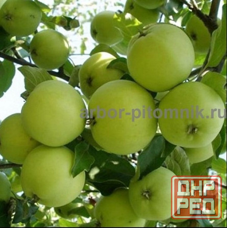 Саженцы яблони из питомника, с доставкой и посадкой по низкой цене Москва - изображение 2