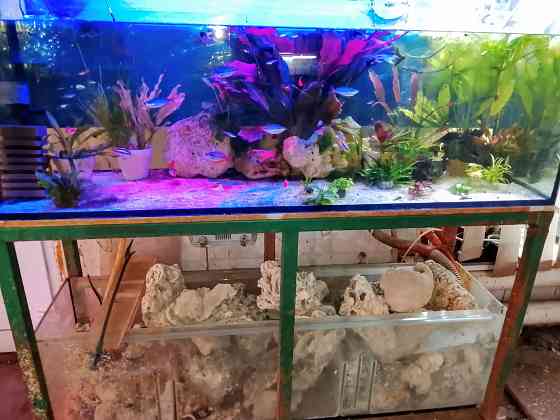 Сухой рифовый камень Донецк