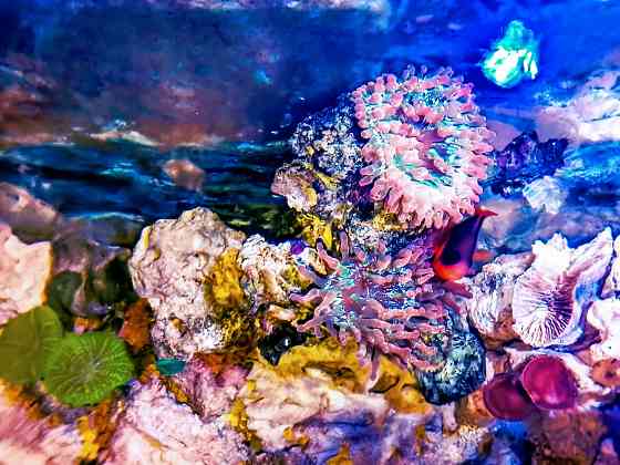 Сухой рифовый камень Донецк