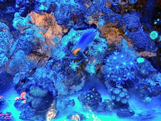 Сухой рифовый камень Донецк