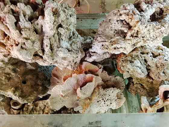 Сухой рифовый камень Донецк