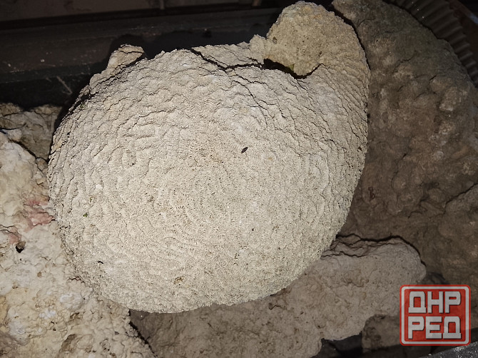 Сухой рифовый камень Донецк - изображение 3