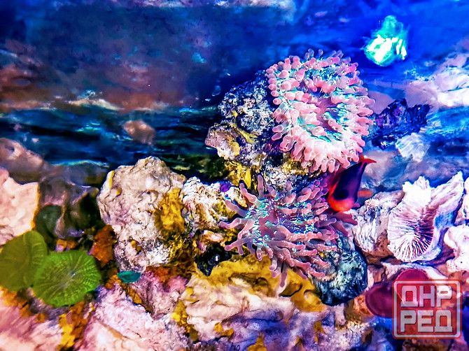 Сухой рифовый камень Донецк - изображение 5