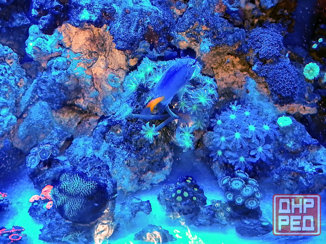 Сухой рифовый камень Донецк - изображение 6