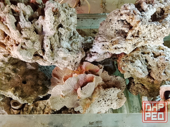 Сухой рифовый камень Донецк - изображение 2