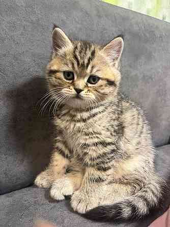 Шотландские котята Донецк