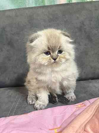 Шотландские котята Донецк