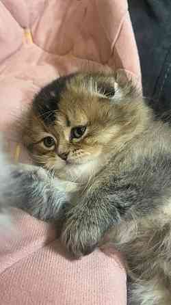 Шотландские котята Донецк