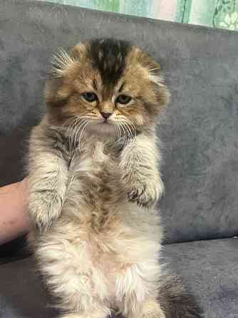 Шотландские котята Донецк