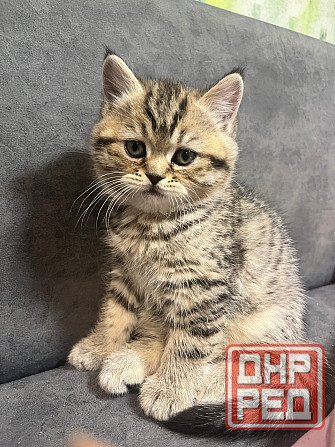 Шотландские котята Донецк - изображение 4