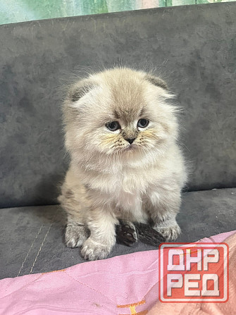 Шотландские котята Донецк - изображение 1
