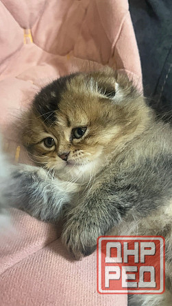 Шотландские котята Донецк - изображение 3